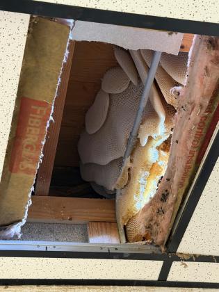 HIDDEN HONEYCOMB Extensive honeycomb was exposed above the ceiling at the Post Community Center recently during the removal of an estimated 200 pounds of honey. | STEPHANIE ALLEN