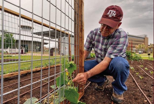 FOR A FALL GARDEN, plant seeds that have the best chance to produce a crop before the first freeze in October. | TEXAS A&amp;amp;M AGRILIFE PHOTO