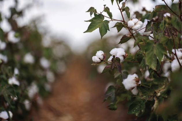 COTTON CROPTheTexas cotton crop is a mixed bag at this time, with harvest wrapping up in the southern parts of the state and bolls just setting in the northern parts of the state. Rain is needed for the remaining cotton to survive. | SAM CRAFT TEXAS A&amp;amp;M AGRILIFE