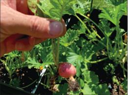 A first-time gardener proudly shows off a just-harvested fall radish.
