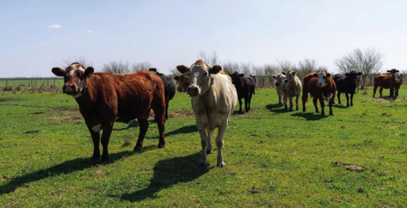 Texas A&amp;M ranch management school offered April 8-12