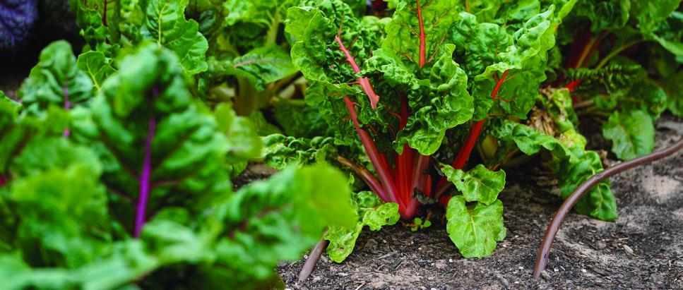 Winter is the time to continue to stagger plantings of leafy greens, leaf lettuce, kale and collards. Texas A&amp;amp;M AgriLife photo by Laura McKenzie