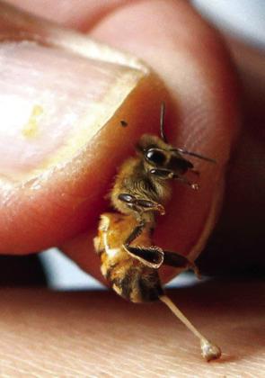 STINGING WONDERS Apitherapy is a branch of alternative medicine that uses honeybee products for a variety of treatments. A full-day class teaching the use of Top Bar Bee Hives is being offered on March 1. | COURTESY PHOTO