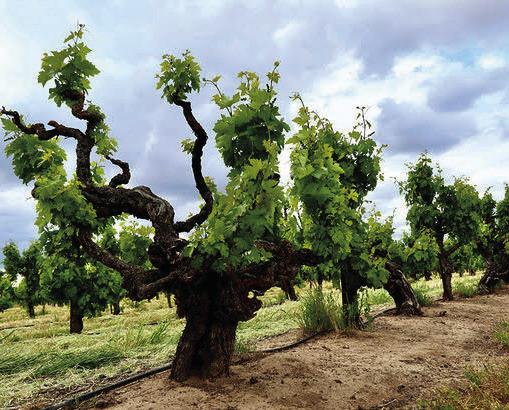 Old vine zinfandel Photo by Randy Caparoso
