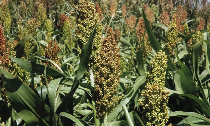 Sorghum is one of several feed grains raised in the High Plains. Texas A&amp;amp;M AgriLife photo by Kay Ledbetter