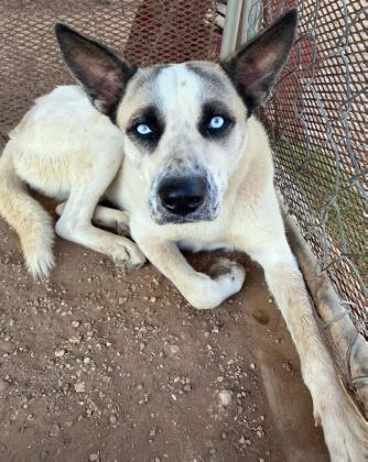 Local heroes: Post Animal Refuge Center celebrates 16 years of saving lives