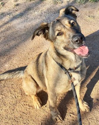 MEET YOUR NEW BEST FRIEND! These dogs are among the adoptable animals currently waiting at the Post Refuge Center. Visit the shelter during operating hours or watch for the weekly ‘Pet of the Week’ feature to learn more about available companions. | PARC PHOTOS