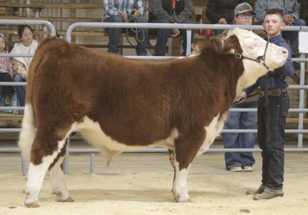 FAMILY TRADITION of agricultural excellence has defined the community for generations. Kye Baker (right) shows his English breed champion steer at the Garza County Junior Livestock Show in 2026, continuing a family tradition started by his greatgrandfather, Carter White, who showed his Hereford steer in the late 1940s (above) before the county barn was built. | RON FRANCIS PHOTOGRAPHY &amp;amp; WHITE FAMILY