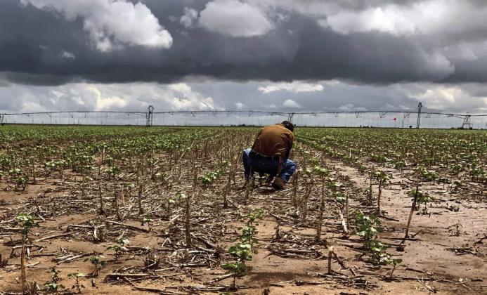 Cotton/water stewardship Playa Day to be held May 16 at Unity Center in Muncy