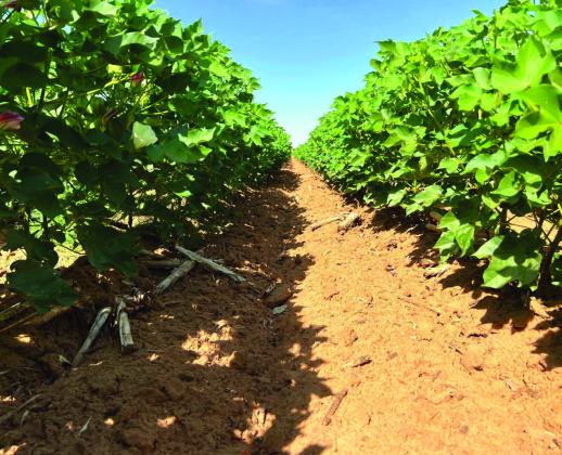 Courtesy of Murilo Maeda Irrigated cotton progressing well at the Texas A&amp;amp;M AgriLife AG-CARES research farm in Lamesa.