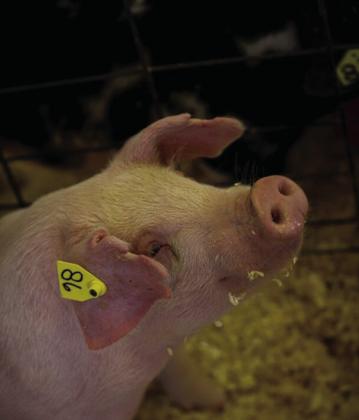 4-H District 2 Photography Contest Results