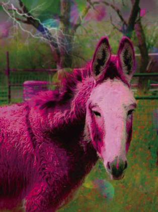 4-H District 2 Photography Contest Results