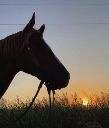 4-H District 2 Photography Contest Results