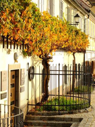 Old vines offer unique benefits