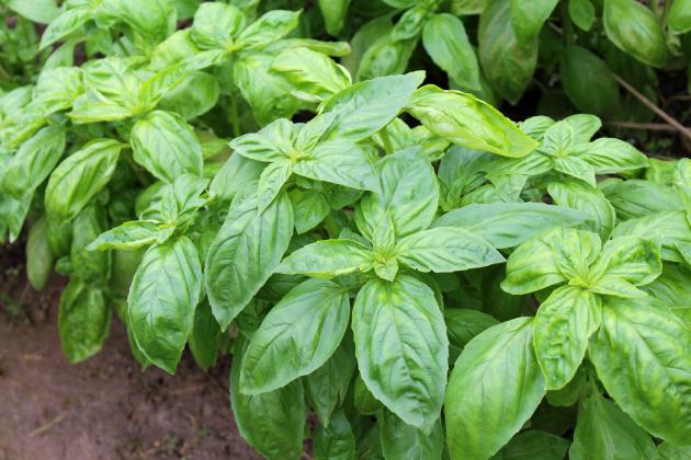 PINCHING BASIL encourages bushy growth, which keeps plants leafy. | iSTOCK PHOTO