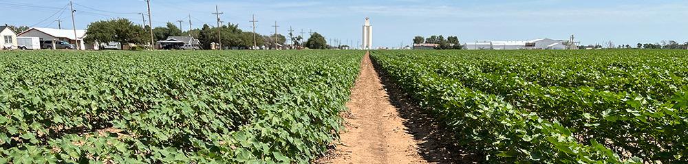 Cotton field in Idalou, Texas. Photo taken July 21, 2023. | PHOTO PROVIDED