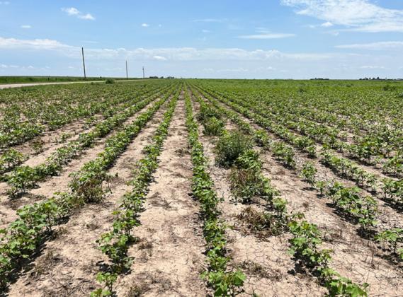 Cotton field in Spearman, Texas. Photo taken on July 20, 2023. | PHOTO PROVIDED