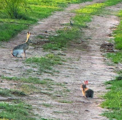 I SPY Dianne James spotted these two Jack Rabbits northeast of Post while checking cows and horses on Sunday, May 11. | DIANNE JAMES PHOTO