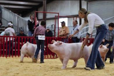 SAN ANTONIO Reece Huffaker wins a $10,000 scholarship at the San Antonio Stock Show this week with her Champion White Chester Barrow. | COURTSEY PHOTO