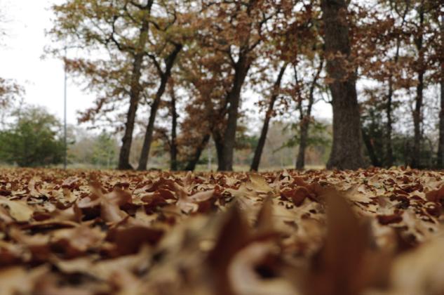 What to do with fallen leaves