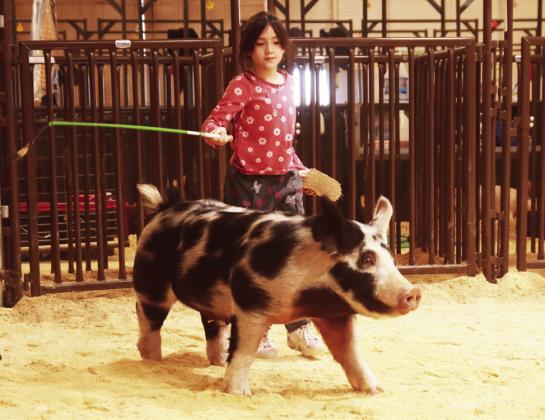 2025 POST JUNIOR LIVESTOCK SHOW RESULTS