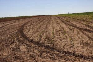 GRASSHOPPER DAMAGE In pasture, 13 grasshoppers per square yard can consume as much forage as a cow, and they will eat the grass closer to the soil surface than a cow. | SUHAS VYAVHARE TEXAS A&amp;amp;M PHOTO