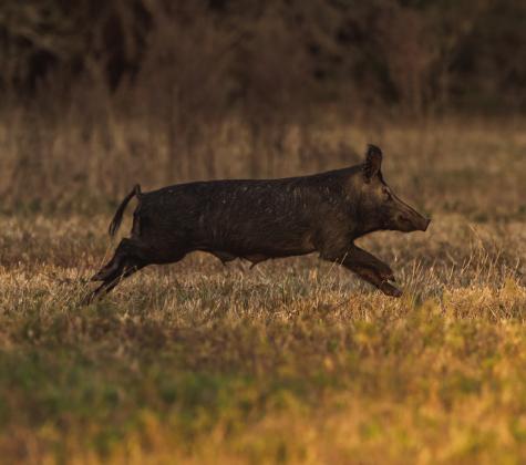 Feral hog management is the topic of the May 2 webinar