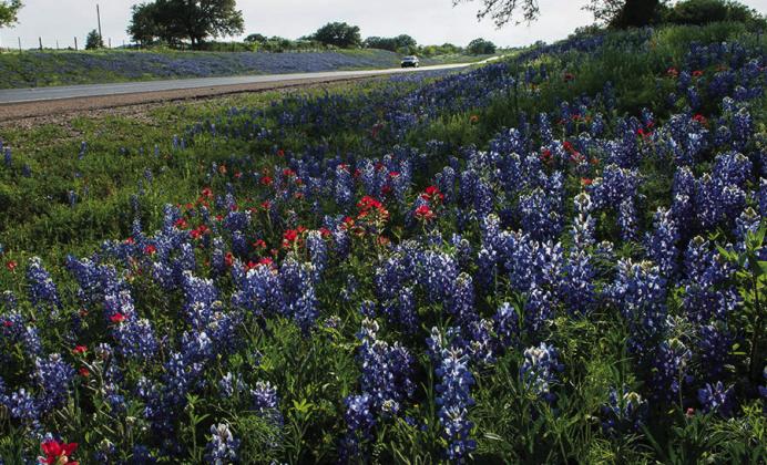 BLUE HIGHWAYS As early as the 1930s theTexas HighwayDepartmentensuredwildflowerswould be part of right-of-way landscaping. | TxDOT