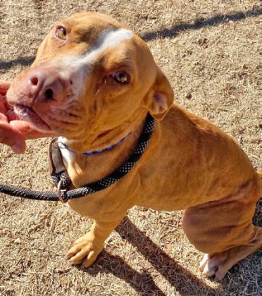 PET OF THE WEEK