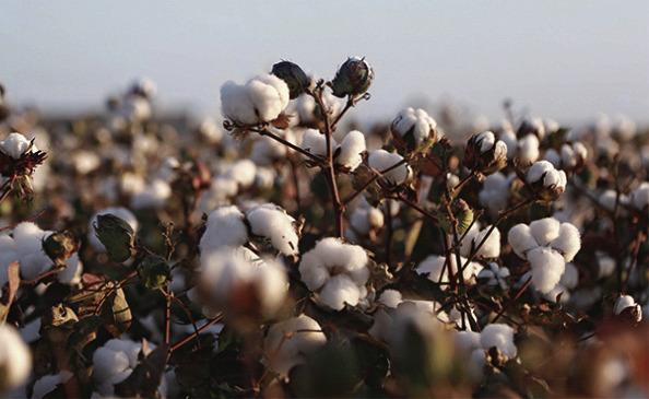 Cotton infrastructure suffering after years of drought