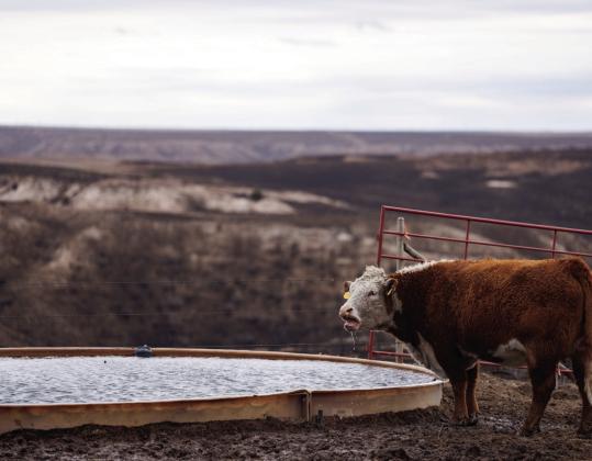 A Hereford cow drinks from a tank as land burned by the Smokehouse Creek Fire surrounds it. | TEXAS A&amp;amp;M AGRILIFE SAM CRAFT PHOTO