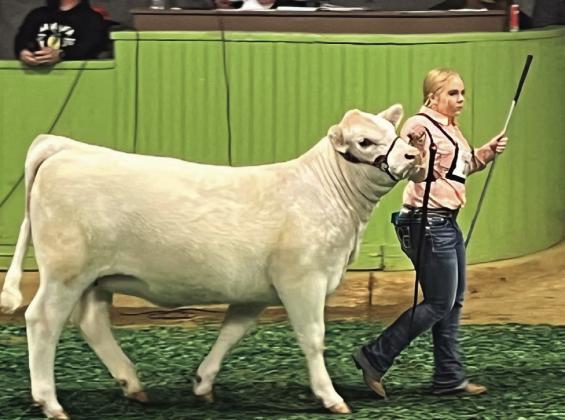 Ashlyn Wood had a great day at San Angelo with two heifers placing 2nd and 3rd in Charolais classes. Hard work pays off! Ashlyn a member of the Southland FFA also showed in the GCJLA Show in January.