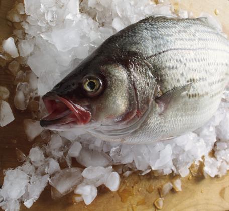 Six steps for perfectly frozen fish