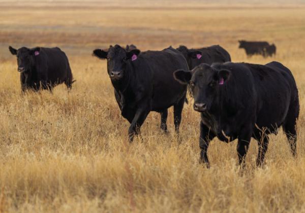Answering the cattle nutrition protein question