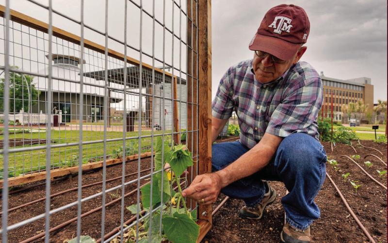 FOR A FALL GARDEN, plant seeds that have the best chance to produce a crop before the first freeze in October. | TEXAS A&amp;amp;M AGRILIFE PHOTO
