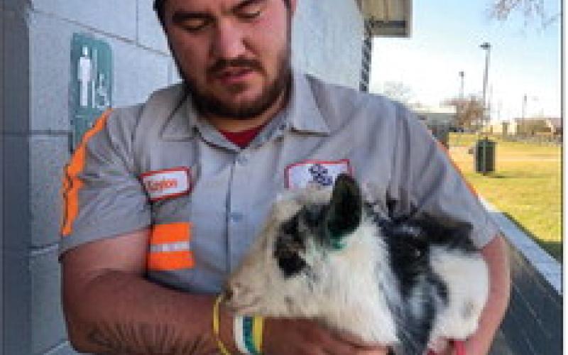 ON THE LOOSE Sunday afternoon, December 8, Dawn Graves found herself chasing a goat that has been on the loose since Saturday. A farmer from Lubbock lost the goat while traveling through town on his way to deliver the goat to a one-year-old's birthday. The goat was chased down to the Southlake Park bathrooms where animal-control Kaylon (pictured) was able to rescue and return it. | DAWN GRAVES PHOTO