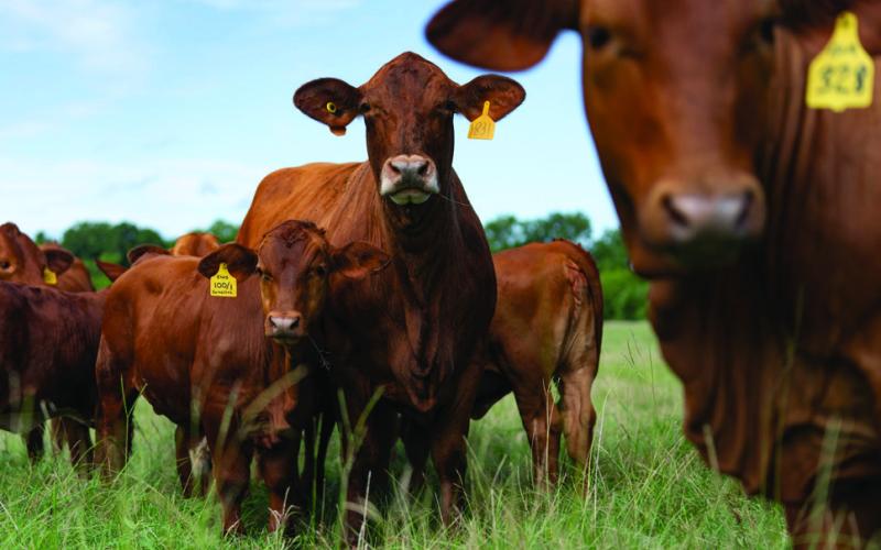 Higher calf prices projected for 2023 in Texas