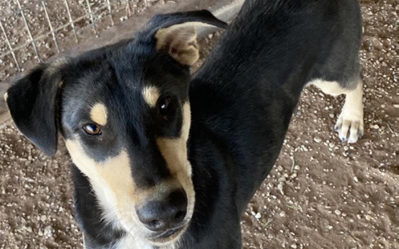 PET OF THE WEEK
