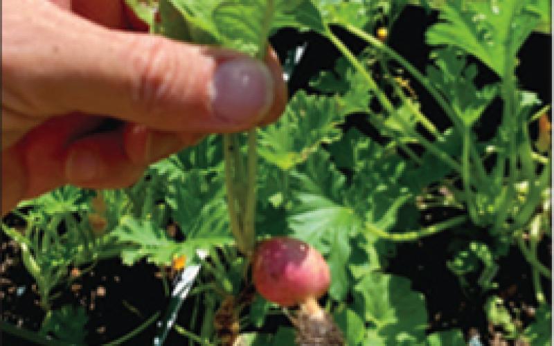 A first-time gardener proudly shows off a just-harvested fall radish.