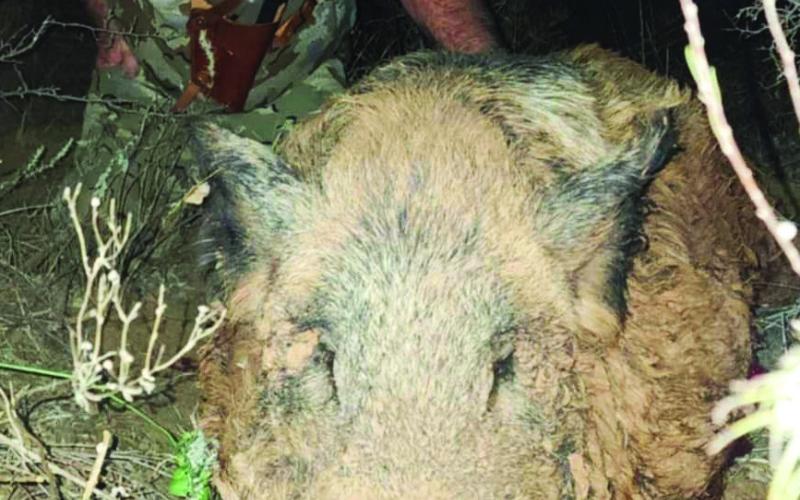 BIG PIG WINNER Lance Phares was the winner of the Big Pig category of the Star Feed Big Buck contest for the 2024-25 season. Lance’s Big Pig weighed in at 293 pounds and was shot in Crosby County. Lance won a monogrammed jacket. | COURTESY PHOTO