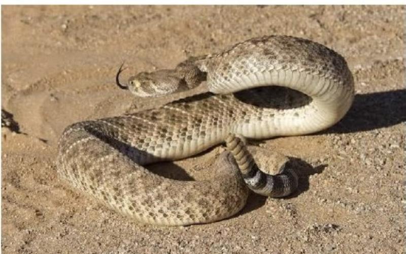 Rattlesnake safety alert