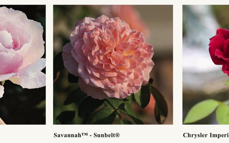 ROSE BUSHES can be purchased from many Texas florists, in person and online, including Antique Rose Emporium in Brenham. | COURTESY PHOTO