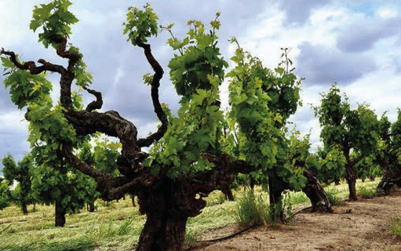 Old vine zinfandel Photo by Randy Caparoso