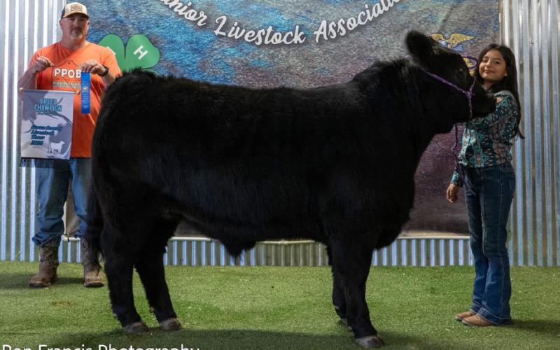 GRAND CHAMPION ABC STEER AUBREY MENCHACA