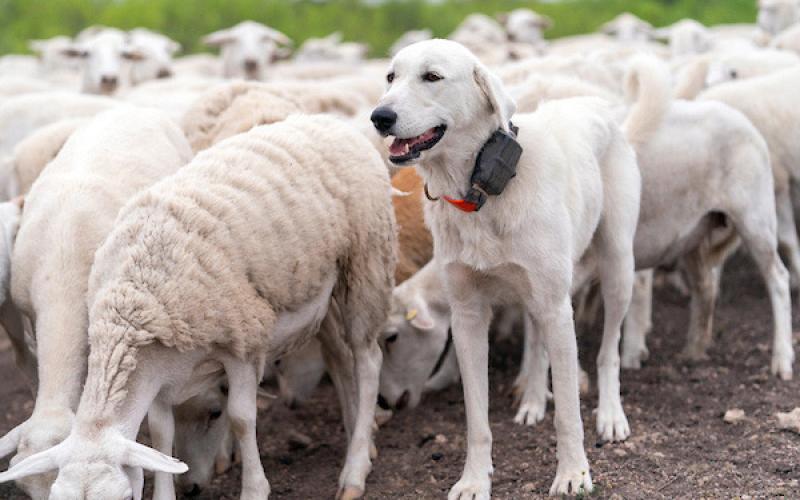 GUARDIAN DOG DAY The Texas A&amp;amp;M AgriLife Extension Service will host its 9th annual Spring Livestock Guardian Dog Field Day on May 1 in San Angelo from 8 a.m. to 4 p.m. | MICHAEL MILLER PHOTO