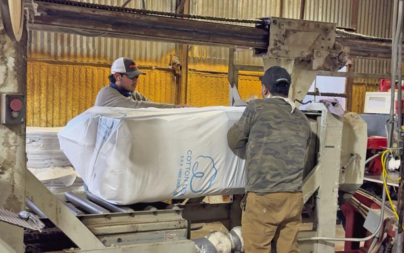 West Texas cotton: high quality, low prices challenge local producers