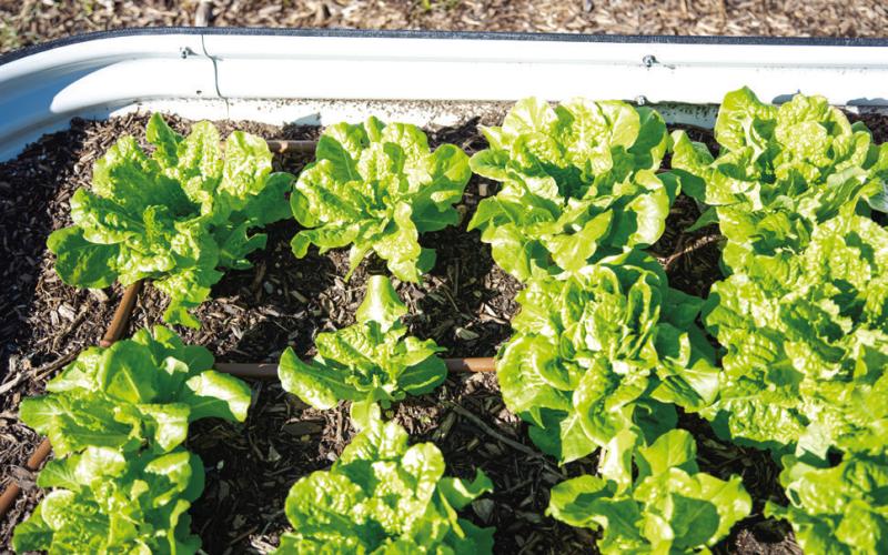 BUTTERCRUNCH LETTUCE is one spring vegetable that can be sown from seed in the ground or in a raised bed. | TRONG NGUYEN, iSTOCK