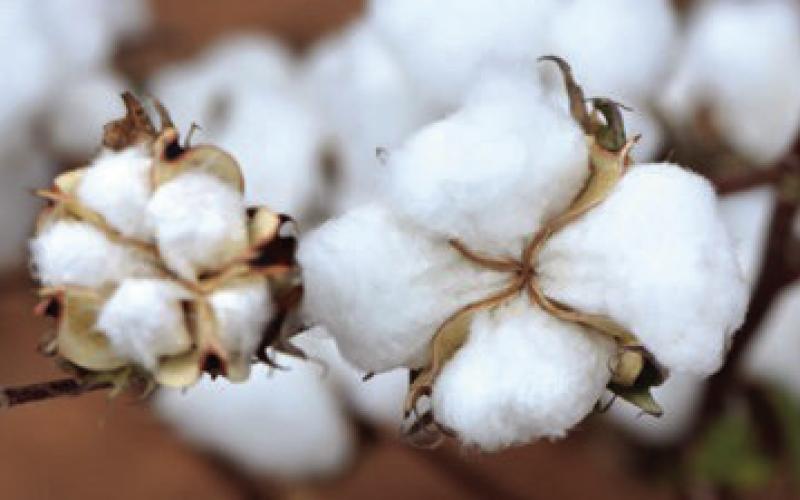 Cotton bolls produced on the High Plains. Texas A&amp;amp;M AgriLife photo by Kay Ledbetter