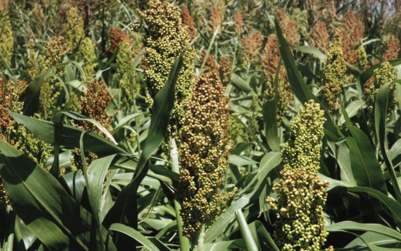 Sorghum is one of several feed grains raised in the High Plains. Texas A&amp;amp;M AgriLife photo by Kay Ledbetter