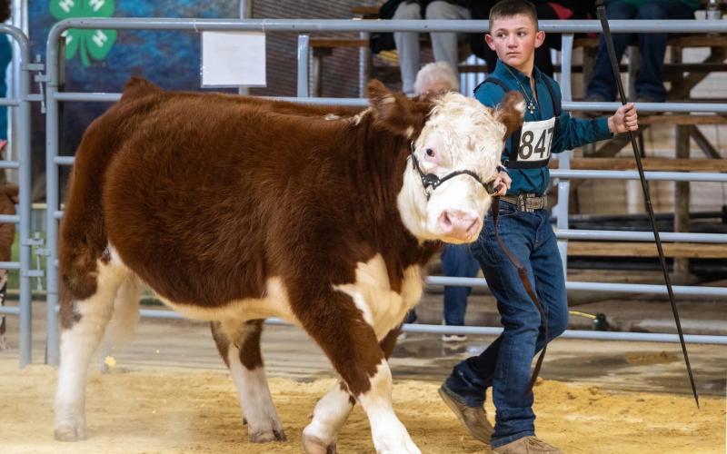 GRAND CHAMPION Kye Baker shows his Hereford steer at the Garza County Junior Livestock Show. Baker earned Reserve Grand Champion Steer with an English entry and was named Junior Showmanship winner in the steer division. | RON FRANCIS PHOTO